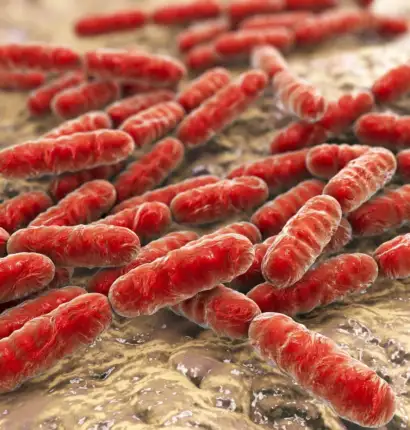 Lactobacillus Probiotics