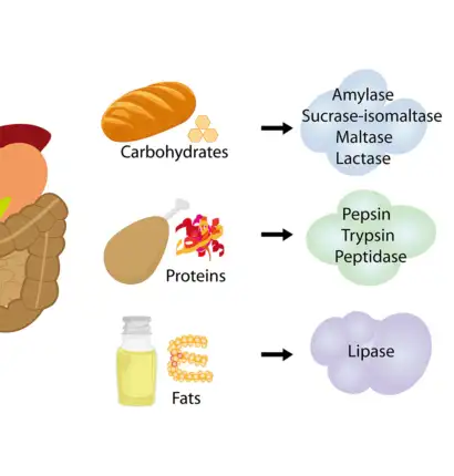 Enzymatic Digestion